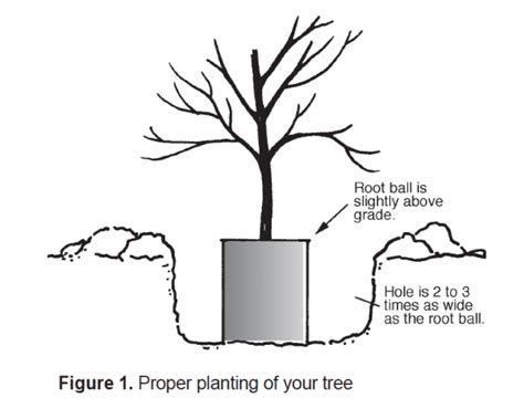 How Close Can You Plant A Dogwood Tree To Your House
