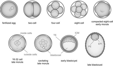 Cell And Molecular Regulation Of The Mouse Blastocyst Yamanaka 2006