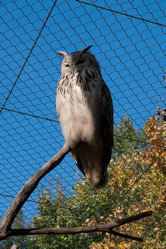 Great Horned Owl Berlin 2010 Thomas Quine Flickr