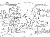 Coloring Cougar Printable Puma Lion Mountain South Florida American Panthers Panther Sheet Animal Supercoloring Drawing sketch template