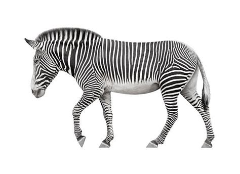 Animal With Zebra Legs Stock Photos Pictures And Royalty Free Images