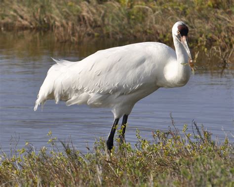 Whooping Cranes Head To Aransas National Wildlife Refuge