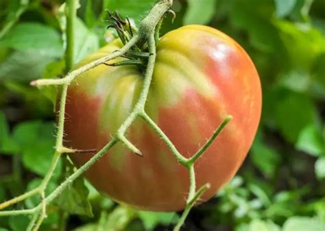The Ultimate Guide To Growing Beefsteak Tomatoes In Pots Gardening Dream