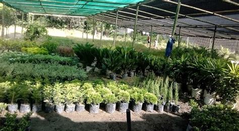 We love to do this by adding plants to the space. Best Plant Nurseries in Dimapur • India Gardening