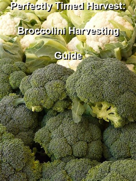 Perfectly Timed Harvest Broccolini Harvesting Guide Garden 24h