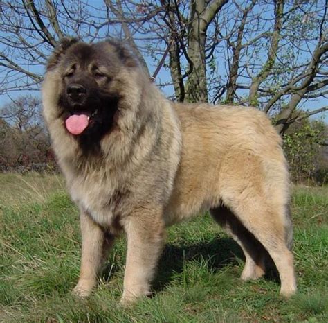 All Dog Breed Information Caucasian Mountain Dog