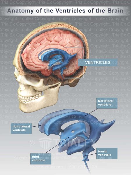Lateral Ventricle Anatomy Hot Sex Picture
