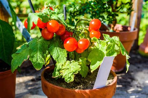 Tomaten Düngen So Einfach Gehts Zur Reichen Ernte Plantura
