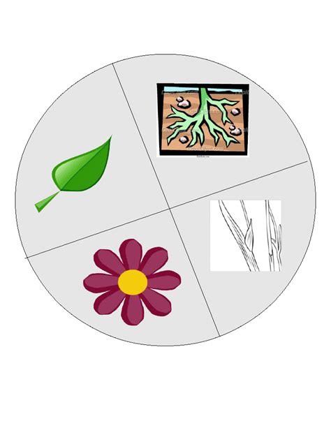 Parts Of A Plant For Kids Clipart Best Clipart Best