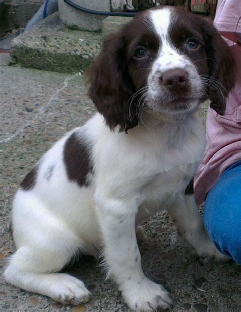 English Springer Spaniel Puppies Goole East Riding Of