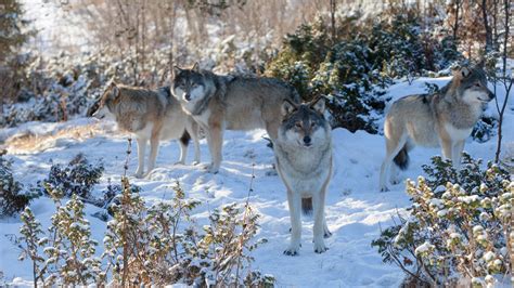 Hd Wolf Pack In The Snow Wallpaper Download Free 149892