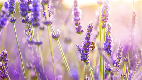Lavender Purple Flowers Wallpaper Download 2560x1440