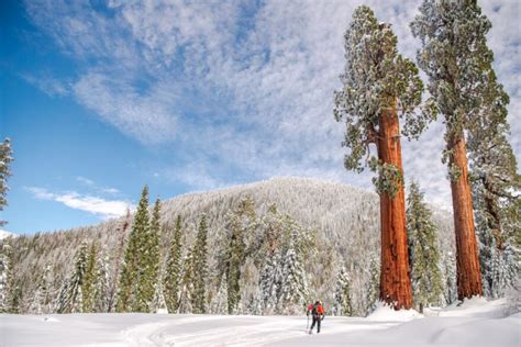 Conservation Group Buys Worlds Largest Privately Owned Giant Sequoia Grove