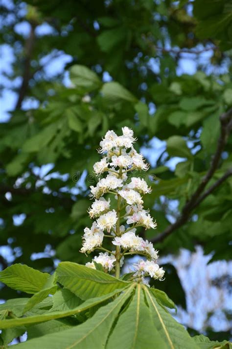 Blooming And Flowering Horse Chestnut Tree In The Spring Stock Image