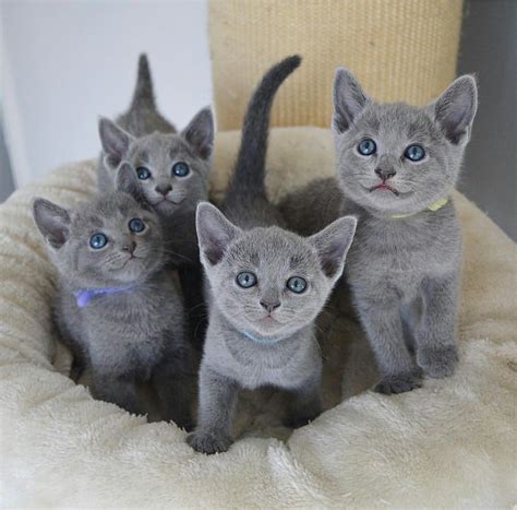 Russian Blue Kittens Cost