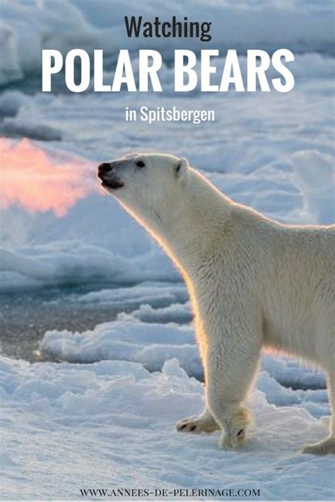Brave The Eternal Ice Polar Bear Watching In Svalbard