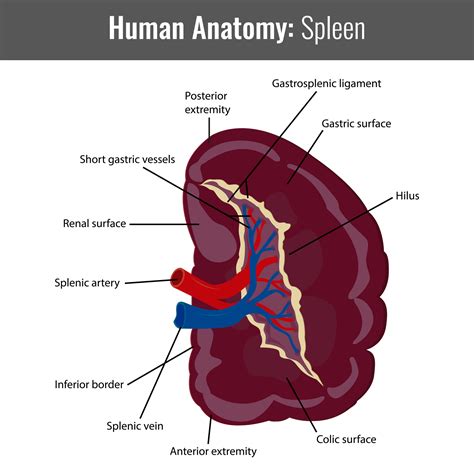 Labelled Diagram Of Spleen