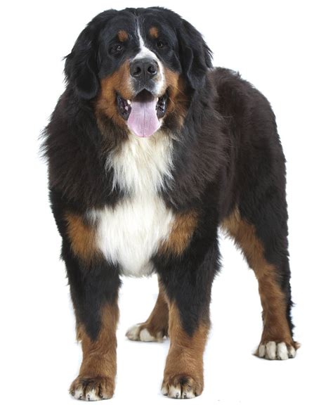 Greater Swiss Mountain Dog Dog Breed Guide