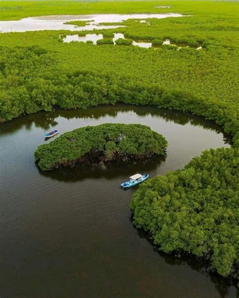 Mangroves The Ecosystem Travel Eco Inspiring Destinations