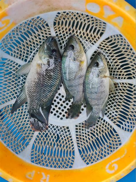 Freshly Harvested Tilapia Fish In Plastic Trey Tilapia Fishbreeding And