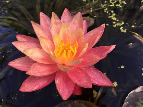 Free delivery and returns on ebay plus items for plus members. Wanvisa Hardy Peach Water Lily | Peach Hardy Water Lilies ...