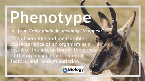Phenotype Definition And Examples Biology Online Dictionary
