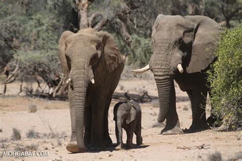 Elephant Namibia Africa Geographic