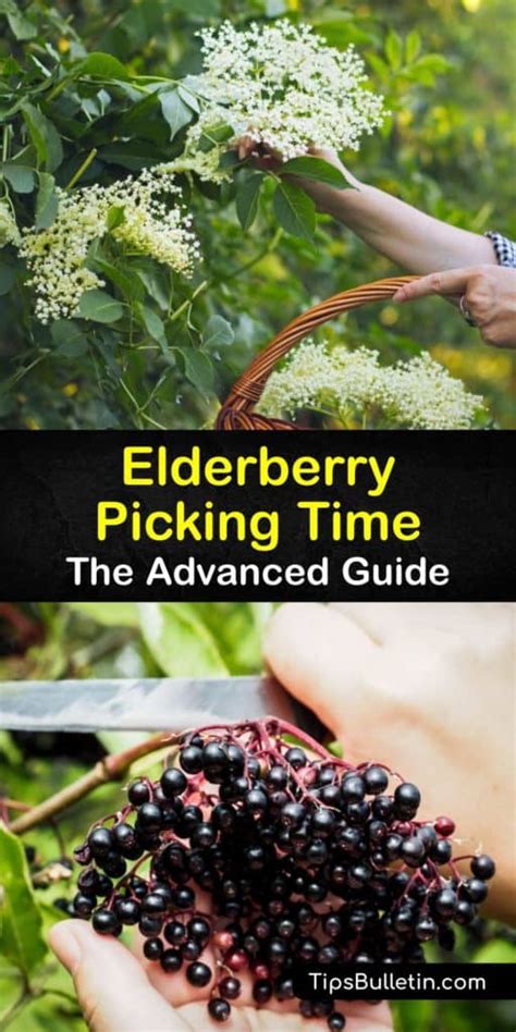 Elderberry Harvesting How To Pick Elderberries