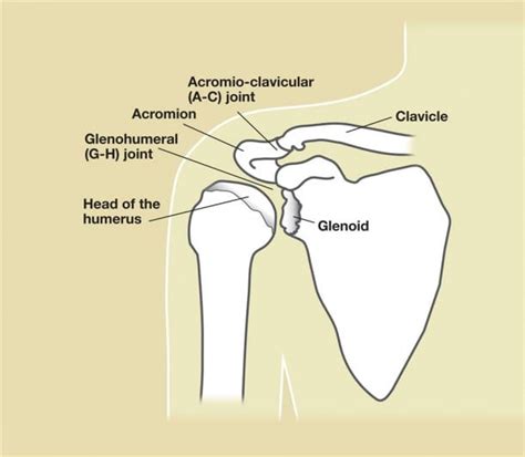 The glenohumeral, or shoulder, joint is a synovial joint that attaches the upper limb to the axial skeleton. Shoulder Joint Diagram