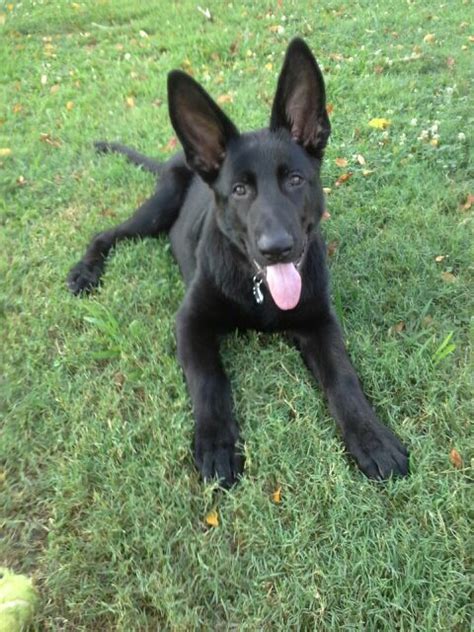 Find black german shepherds in dogs & puppies for rehoming | 🐶 find dogs and puppies locally for sale or adoption in ontario : Black German Shepherd puppy. | Black german shepherd ...