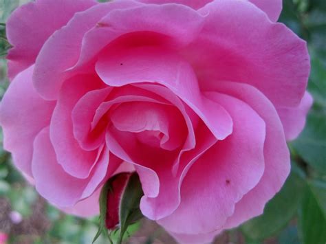 Free Photo Rose Deep Pink Open Bloom Bud Free Image On Pixabay