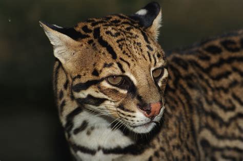 8, 22 e 28 pertence a família felidae ordem carnívora animal quadrúpede da família felidae, são carnívoros. Gato Maracajá Jaguatirica: Diferenças e Semelhanças ...