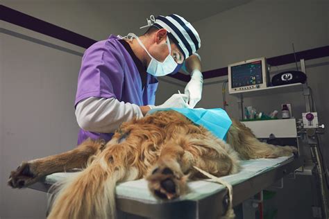 A Primer On Mast Cell Tumors Maryland Veterinary Surgical Services