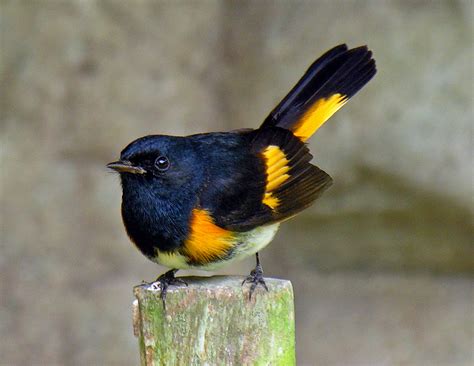 Here are the surnames that start with the letter b that appear in the top 500 family names in the united states. American Redstart, Setophaga ruticilla - Michigan's ...