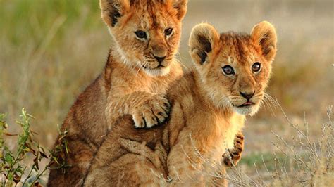 Windows 10 wallpaper hd and windows 10 wallpaper pack. Two Small Lions Cubs Hd Wallpaper For Laptop ...