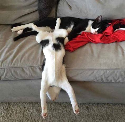 People Are Posting Pics Of Their Cats Stretching And Its Hilarious