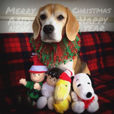 23 Merry Christmas Beagle Puppy Christmas L2sanpiero