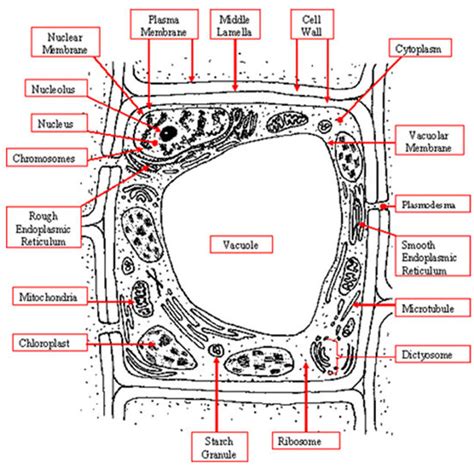 There are about 250 specialised cell types in the human body (e.g. piper perabo gallery: animal cell diagram gcse