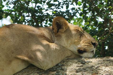 ウガンダ名物「ライオンのなる木」でくつろぐライオンたち「寝姿は完全に猫」 togetter
