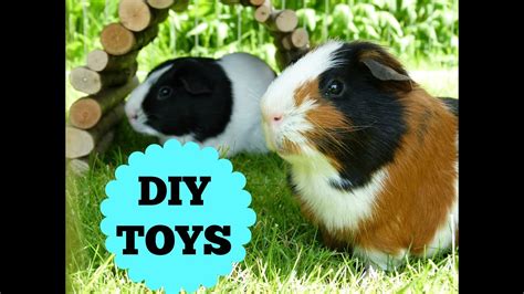Two Curious Cavies Diy Guinea Pig Crafts For You And Your Cavy