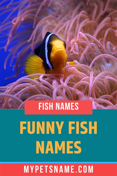 Funny Fish Names Fish Puns Fishing Humor Fish