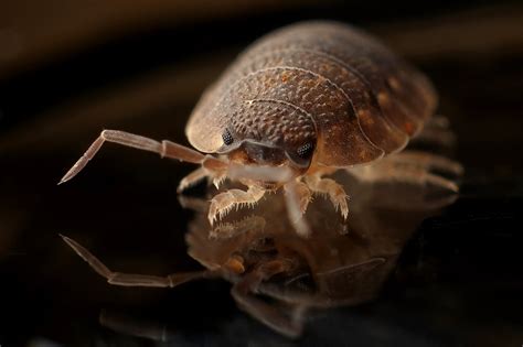 Bed Bugs Are In Hawaii - Aloha Pest Solutions - Kauai - Maui - Kona Hawaii