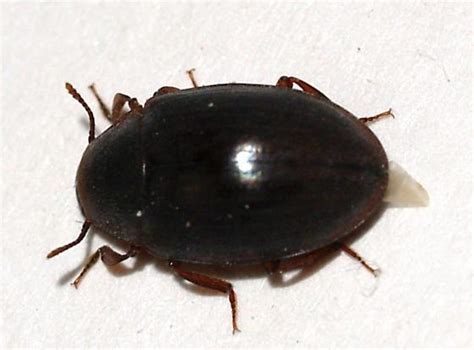 Shiny Black Beetle Hyporhagus Gilensis Bugguidenet