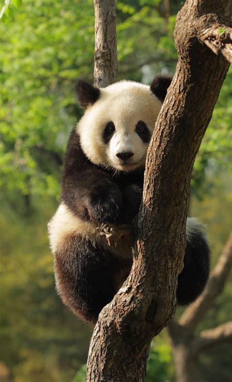 Giant Panda With The Bamboo Beautiful Amazing Panda Animal Safari