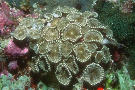 Haiwan laut… sekumpulan penyu di laut. :::SaVe BioDiVeRsiTy, sAvE tHe wOrLD:::: ..KEINDAHAN DASAR ...
