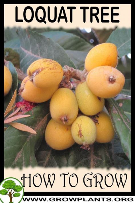 Loquat How To Grow And Care