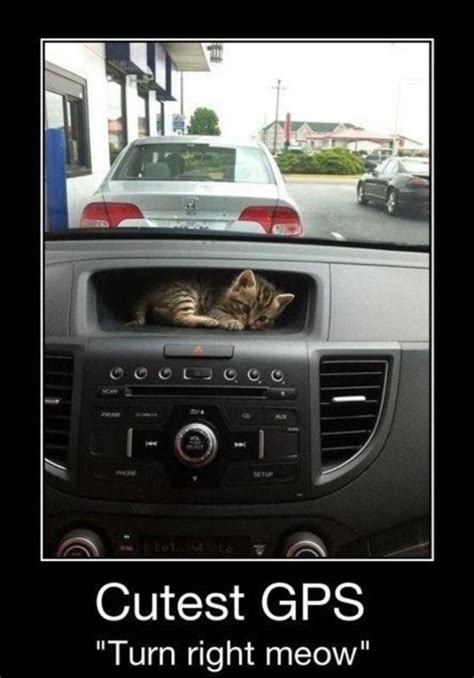 Cutest Gps Turn Right Meowandrdquo Picture Quotes
