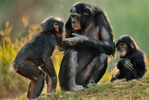 Hier geht es genauso zu wie auf dem broadway zur. Bonobo | Endangered Species | Animal Planet
