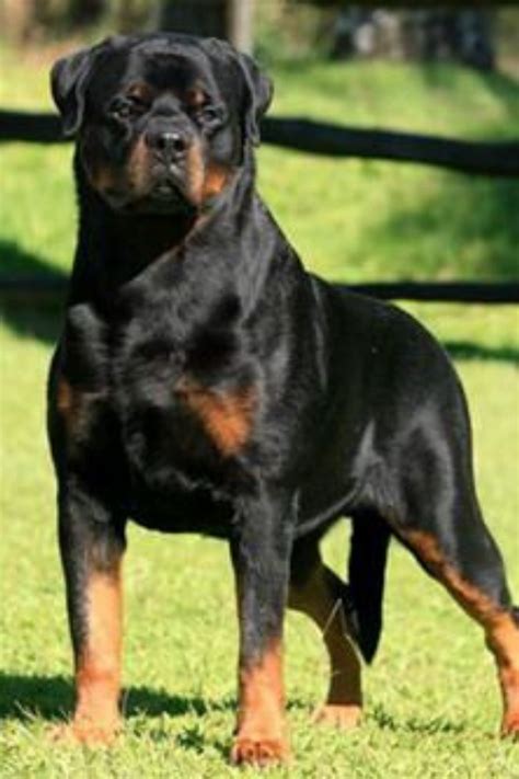 The Most Aggressive Dog Ranking In The World Rottweiler Puppies