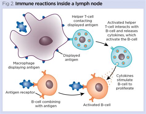 The Lymphatic System 3 Its Role In The Immune System Nursing Times